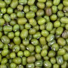 50 AU SEEDS MUNG BEANS VEGETABLE HEIRLOOM VARIETY GREAT TASTE HIGH YIELD HARDY