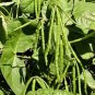 50 AU SEEDS MUNG BEANS VEGETABLE HEIRLOOM VARIETY GREAT TASTE HIGH YIELD HARDY