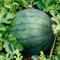 10 AU SEEDS SUGAR BABY WATERMELON FRIDGE SIZE SUPER SWEET CRISP COMPACT
