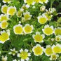 POACHED EGG PLANT LIMNANTHES DOUGLASII GROUNDCOVER 50 AU SEEDS