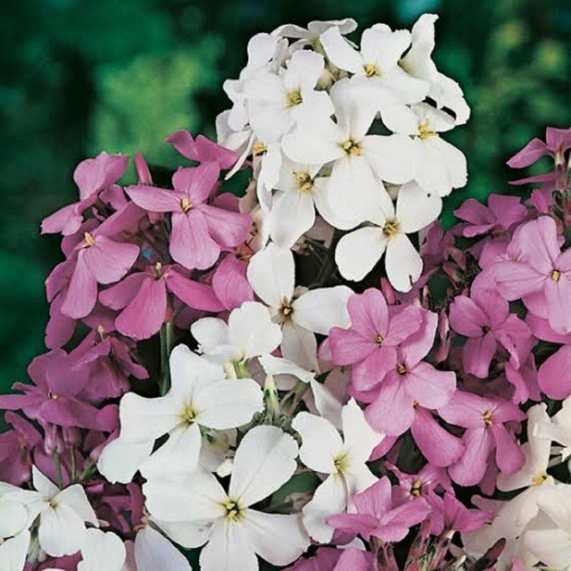 SWEET ROCKET 150 AU SEEDS MIXED COLOURS HESPERIS MATRONALIS SCENTED FLOWERS