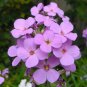 SWEET ROCKET 150 AU SEEDS MIXED COLOURS HESPERIS MATRONALIS SCENTED FLOWERS