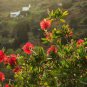 STIFF BOTTLEBRUSH CALLISTEMON RIGIDUS FLOWERING SHRUB 1500 AU SEEDS