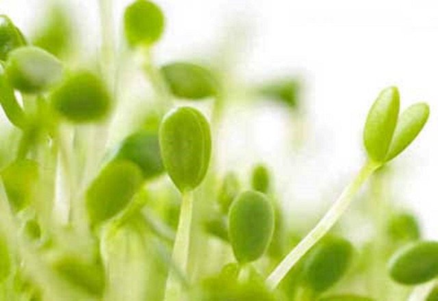 3 PACK MICRO GREEN VARIETY KALE BROCCOLI CELERY 1500 AU SEEDS
