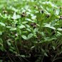 3 PACK MICRO GREEN VARIETY KALE BROCCOLI CELERY 1500 AU SEEDS