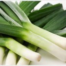 BULGARIAN GIANT LEEK 50 AU SEEDS VEGETABLE MILD SWEET