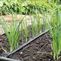 BULGARIAN GIANT LEEK 50 AU SEEDS VEGETABLE MILD SWEET