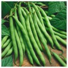 WINDSOR LONG POD BEANS 10 AU SEEDS VEGETABLE HEIRLOOM SWEET TASTING HIGH YIELDS