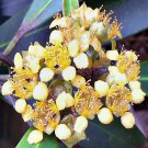 KANOOKA TRISTANIOPSIS LAURINA NATIVE FLOWERING TREE 125 AU SEEDS