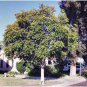 KANOOKA TRISTANIOPSIS LAURINA NATIVE FLOWERING TREE 125 AU SEEDS