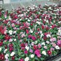 SWEET WILLIAM WEE WILLIE FLOWER DWARF VARIETY 90 AU SEEDS