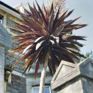 PURPLE CABBAGE TREE 10 AU SEEDS CORDYLINE AUSTRALIS PURPUREA LANDSCAPING FEATURE