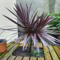 PURPLE CABBAGE TREE 10 AU SEEDS CORDYLINE AUSTRALIS PURPUREA LANDSCAPING FEATURE