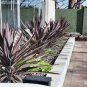PURPLE CABBAGE TREE 10 AU SEEDS CORDYLINE AUSTRALIS PURPUREA LANDSCAPING FEATURE