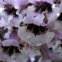 PRINCESS TREE 10000 AU SEEDS FLOWERING TREE PAULOWNIA FORTUNEI