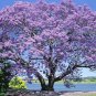 PRINCESS TREE 10000 AU SEEDS FLOWERING TREE PAULOWNIA FORTUNEI