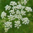 100 AU SEEDS CARAWAY HERB CARUM CARVI CULINARY