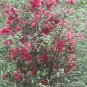 GRANITE HONEY MYRTLE 1250 AU SEEDS MELALEUCA ELLIPTICA FLOWERING SHRUB