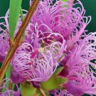 12500 AU SEEDS HONEY MYRTLE NATIVE FLOWERING SHRUB MELALEUCA THYMIFOLIA