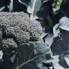 BROCCOLI CALABRESE VEGETABLE 50 AU SEEDS MULTIPLE HEADS MILDER TASTING