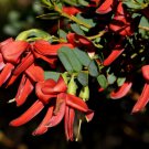 COCKYS TONGUE TEMPLETONIA RETUSA FLOWERING SHRUB 5 AU SEEDS