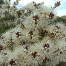 15000 AU SEEDS TICK BUSH SEEDS KUNZEA AMBIGUA SEED FLOWERING NATIVE SHRUB