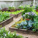COMPLETE VEGETABLE HOME GARDEN 2900 AU SEEDS PACK