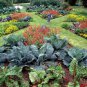 COMPLETE VEGETABLE HOME GARDEN 2900 AU SEEDS PACK