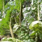 50 AU SEEDS WHITE CHARD STEMMED SILVERBEET SPINACH VEGETABLE