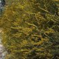 COMMON AOTUS AOTUS ERICOIDES NATIVE FLOWERING SHRUB 80 AU SEEDS