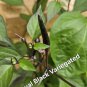 10 AU Seeds Chilli Variegated Royal Black