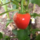 CHILLI Red Lipstick 10 AU Seeds sweet juicy and crunchy sweetest pepper