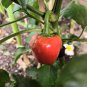 CHILLI Red Lipstick 10 AU Seeds sweet juicy and crunchy sweetest pepper