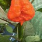 10 AU Seeds Chilli Dragons Breath
