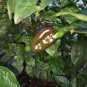 golden bullet chilli 10 AU Seeds