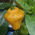 Trinidad Perfume Chilli 10 AU Seeds