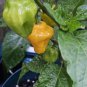 Trinidad Perfume Chilli 10 AU Seeds