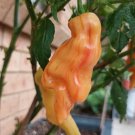 12 AU Seeds Chilli Sugar Rush Stripey