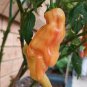 12 AU Seeds Chilli Sugar Rush Stripey