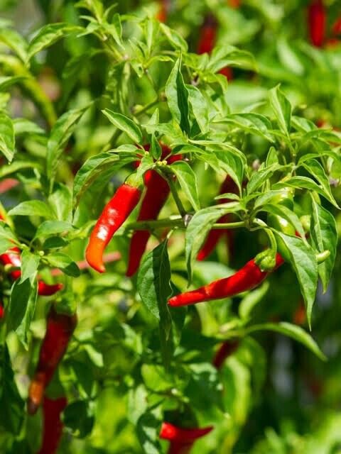 Cayenne Chilli 20 AU Seeds per pack