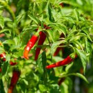 Cayenne Chilli 20 AU Seeds per pack