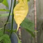 10 AU Seeds Chilli JPGS x WHITE Ghost Limited Available