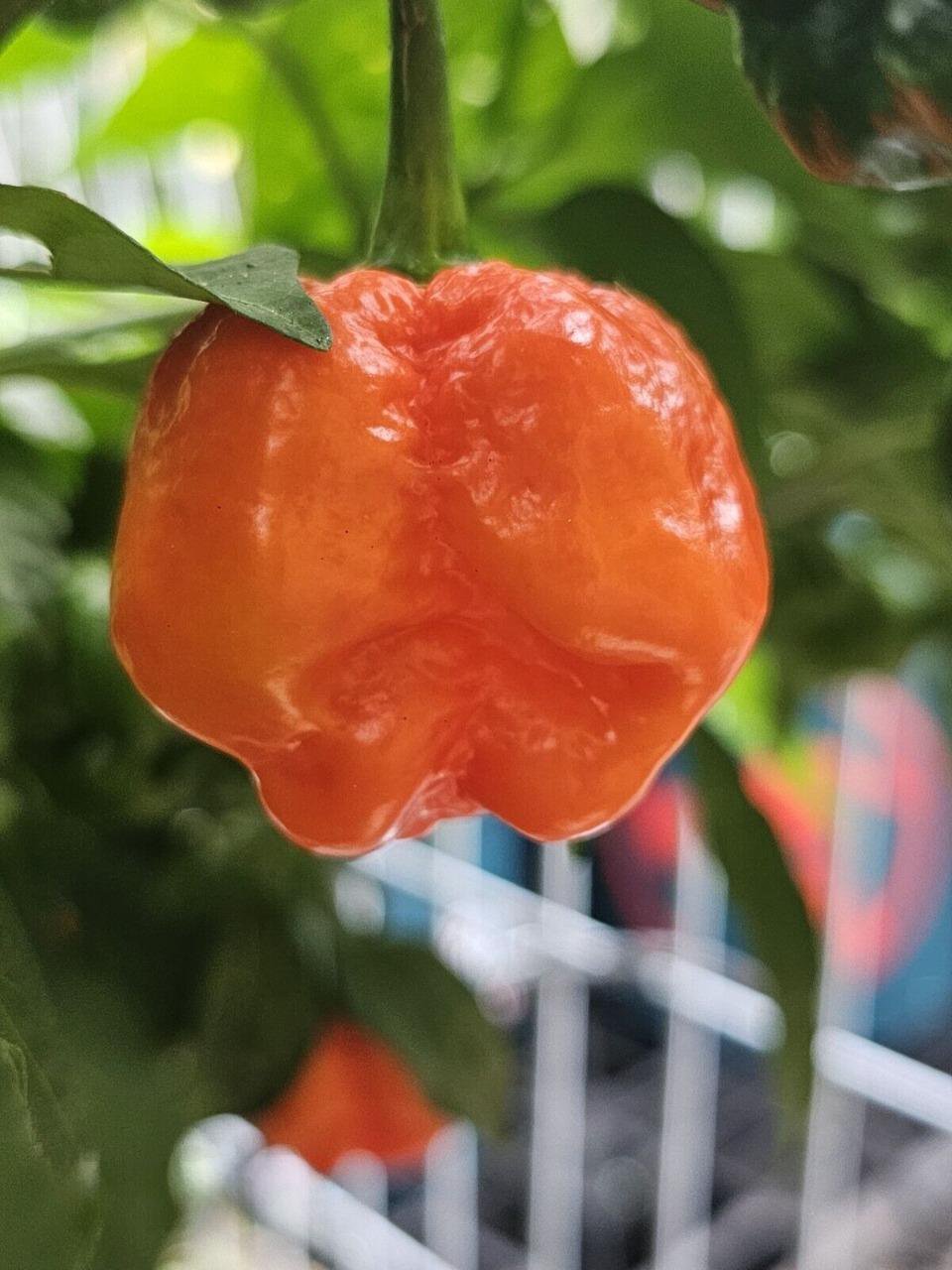 Armageddon Chilli 10 AU Seeds