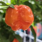 Armageddon Chilli 10 AU Seeds