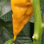 10 AU Seeds Chilli Jabba Da Hutt