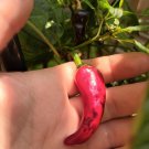 CHILLI Black speckle Maui purple Pheno 10 AU Seeds
