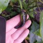 CHILLI Black speckle Maui purple Pheno 10 AU Seeds