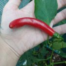 1 AU Seed Caysan Chilli Pepper A Moderately Hot High Yield