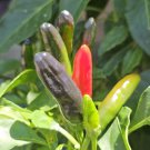 10 AU Seeds Chilli African Black Birds Eye