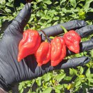 Trinidad Scorpion ButchT Chilli 10 AU Seeds